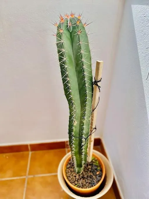בית נופש הוילה Cotillo Casa Carol, Un Hogar Fuera De Casa.